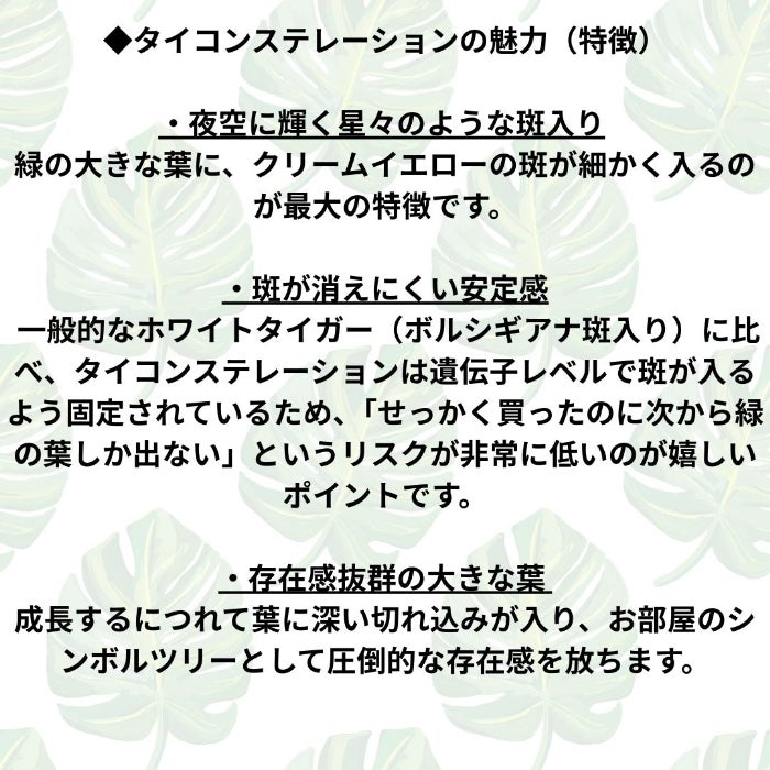 観葉植物現品販売