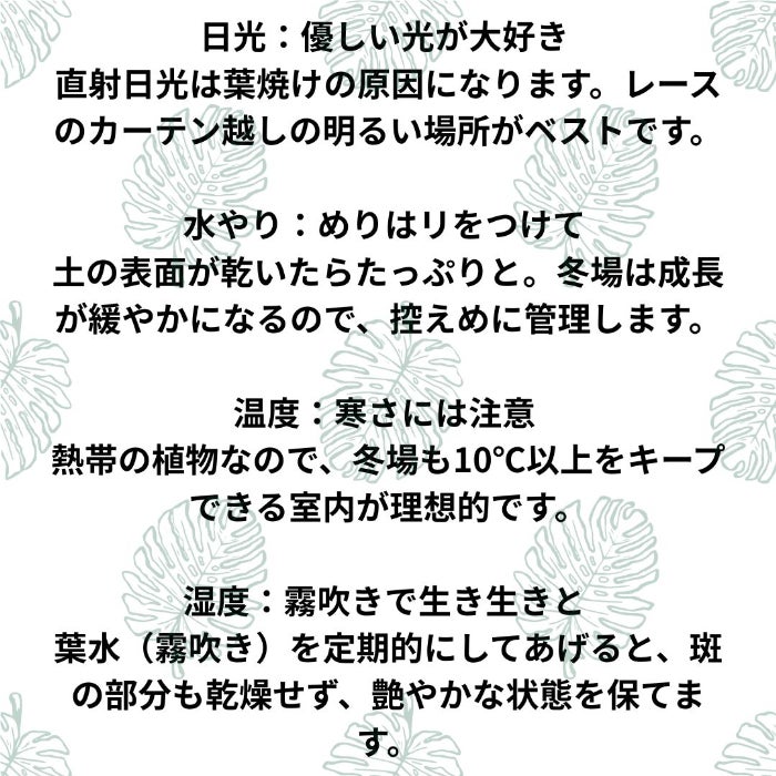 観葉植物現品販売
