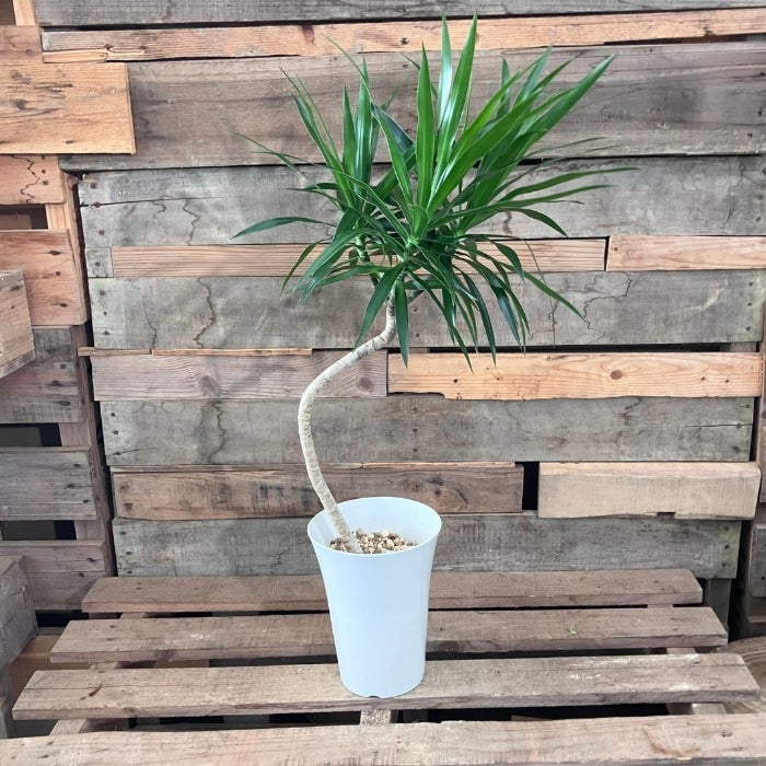 観葉植物現品販売