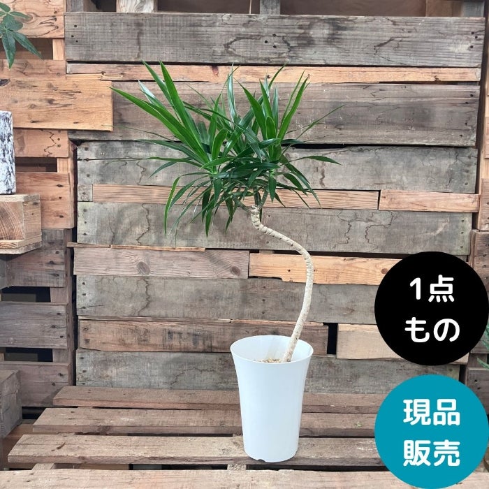 観葉植物現品販売