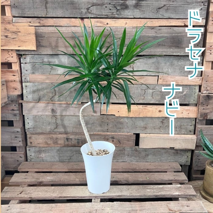 観葉植物現品販売