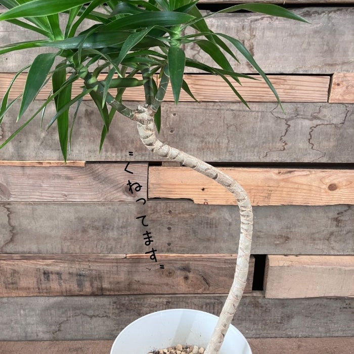 観葉植物現品販売
