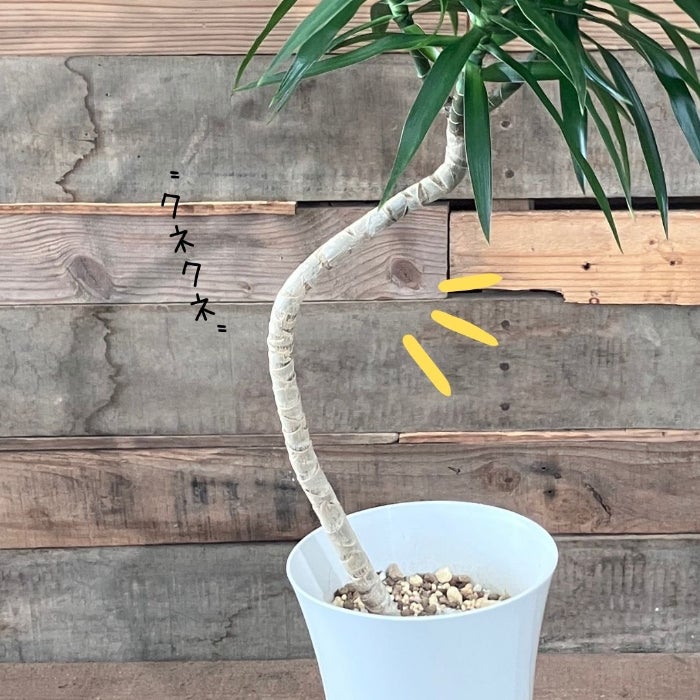 観葉植物現品販売