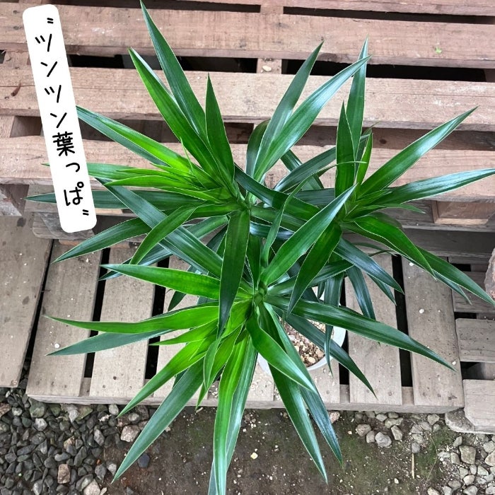 観葉植物現品販売