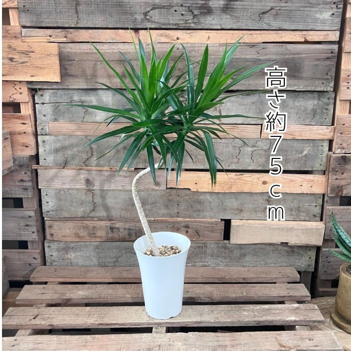 観葉植物現品販売