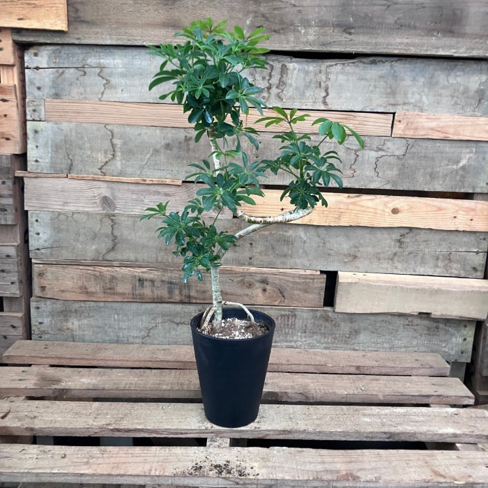 観葉植物現品販売