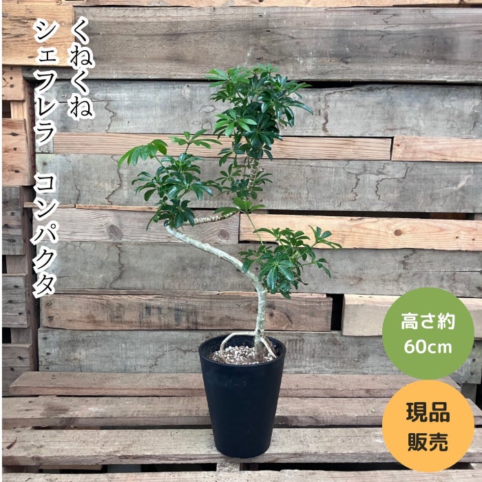 観葉植物現品販売