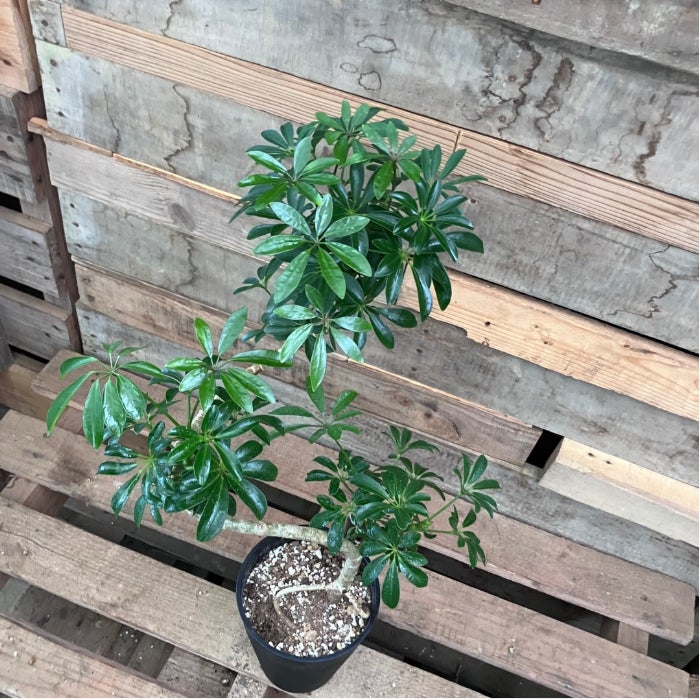 観葉植物現品販売