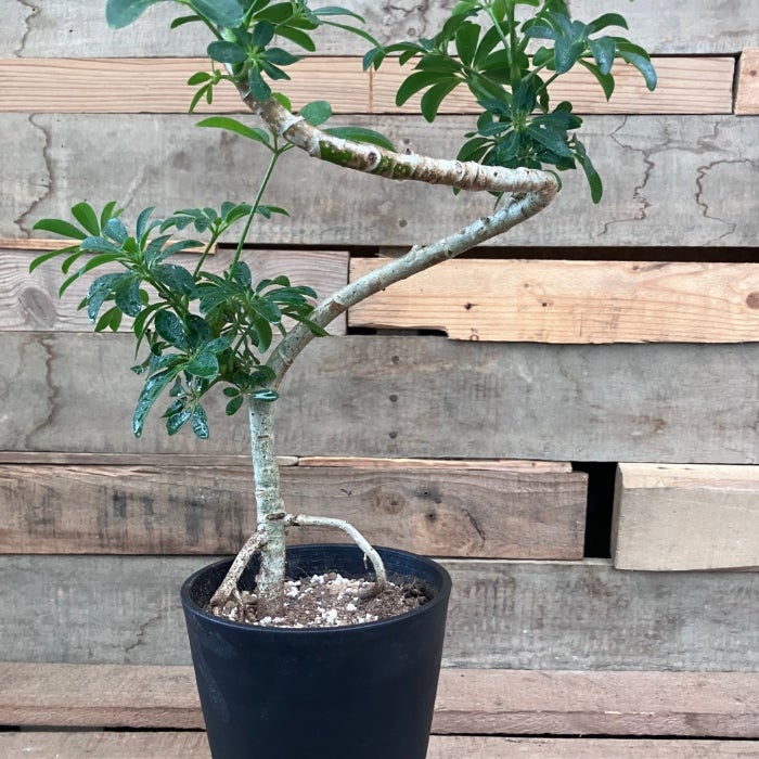 観葉植物現品販売