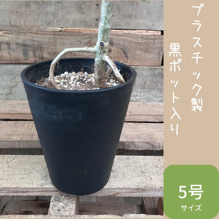 観葉植物現品販売