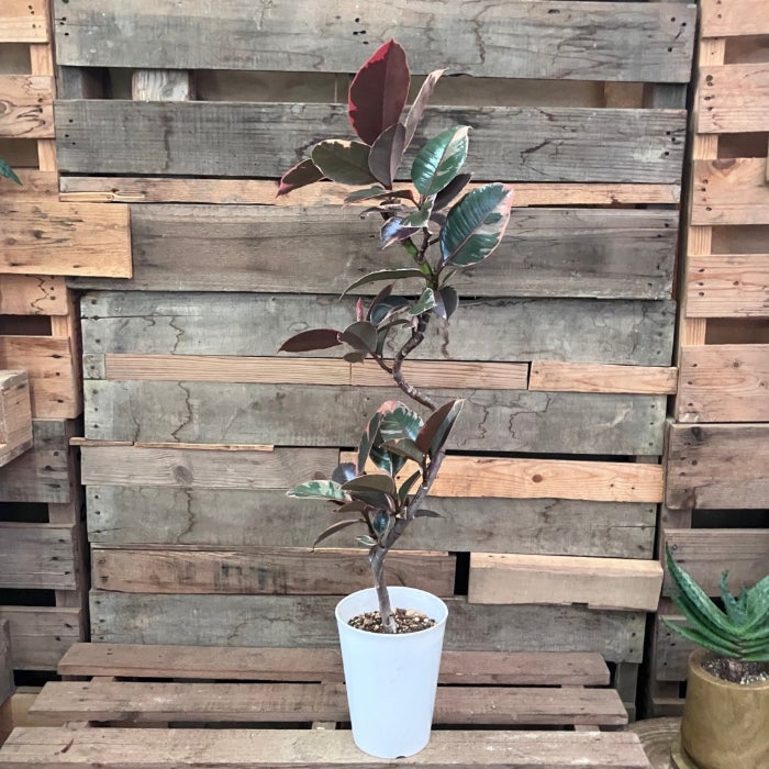 観葉植物現品販売