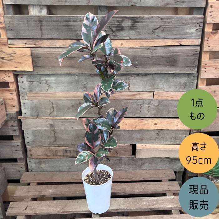 観葉植物現品販売