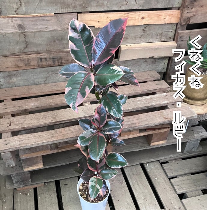 観葉植物現品販売