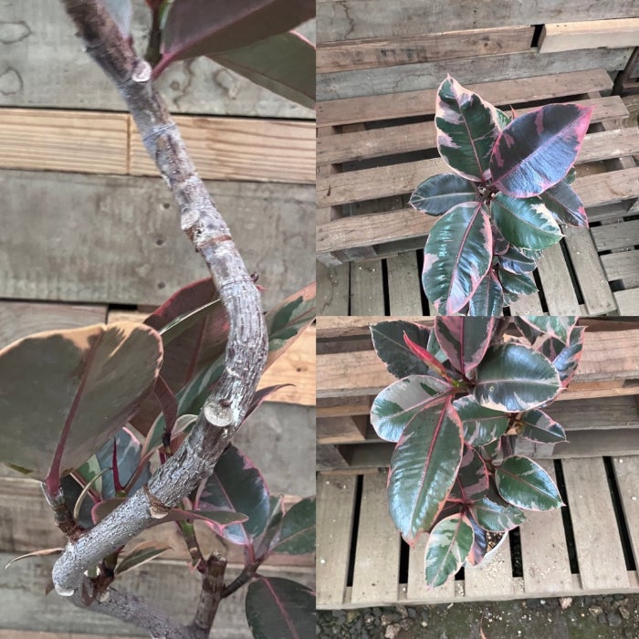 観葉植物現品販売
