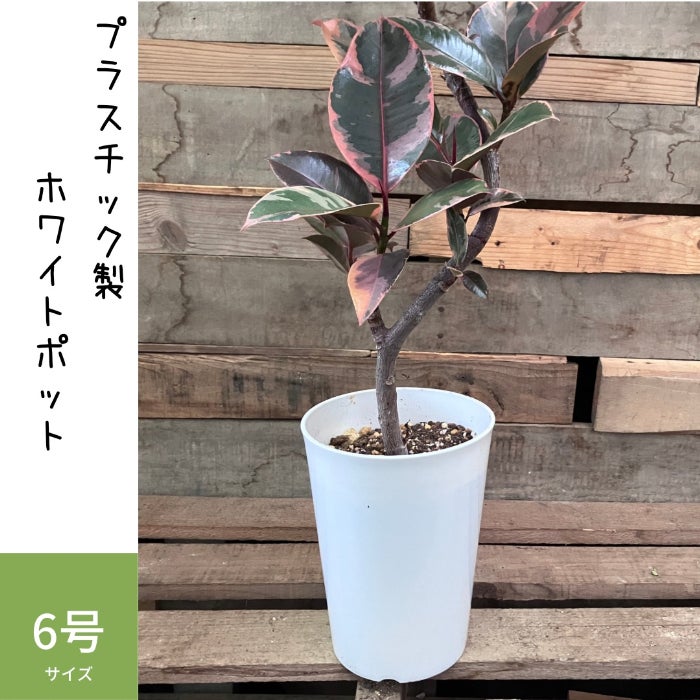 観葉植物現品販売