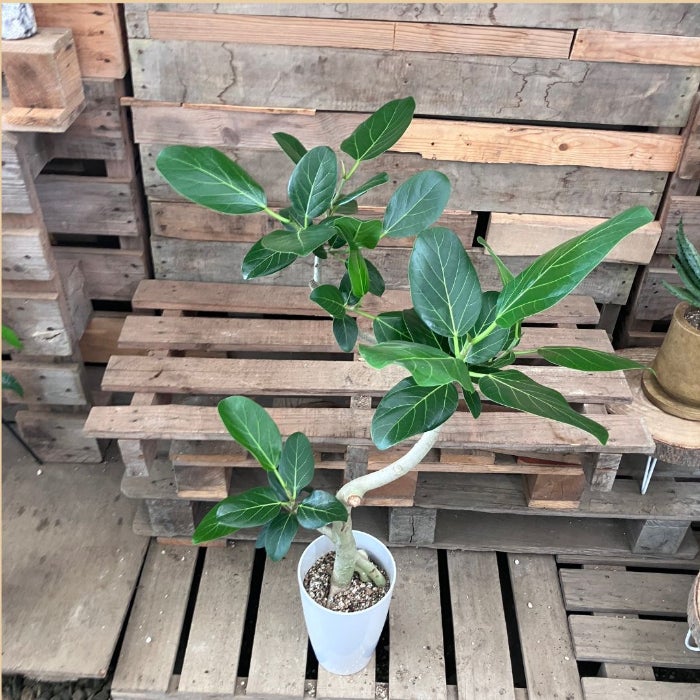 観葉植物現品販売
