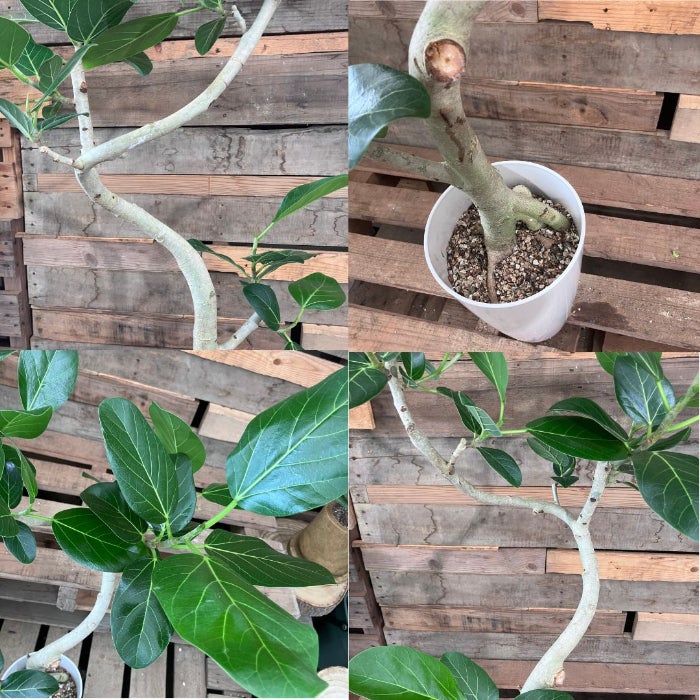 観葉植物現品販売
