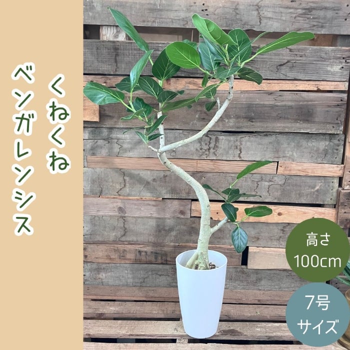 観葉植物現品販売
