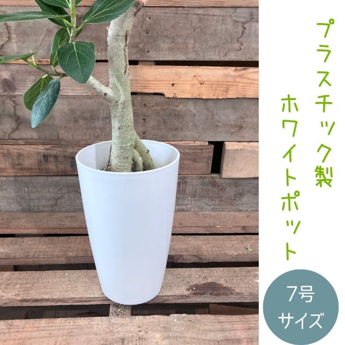 観葉植物現品販売