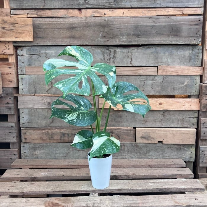 観葉植物現品販売