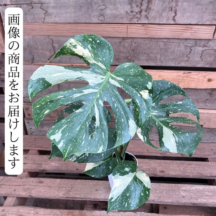 観葉植物現品販売