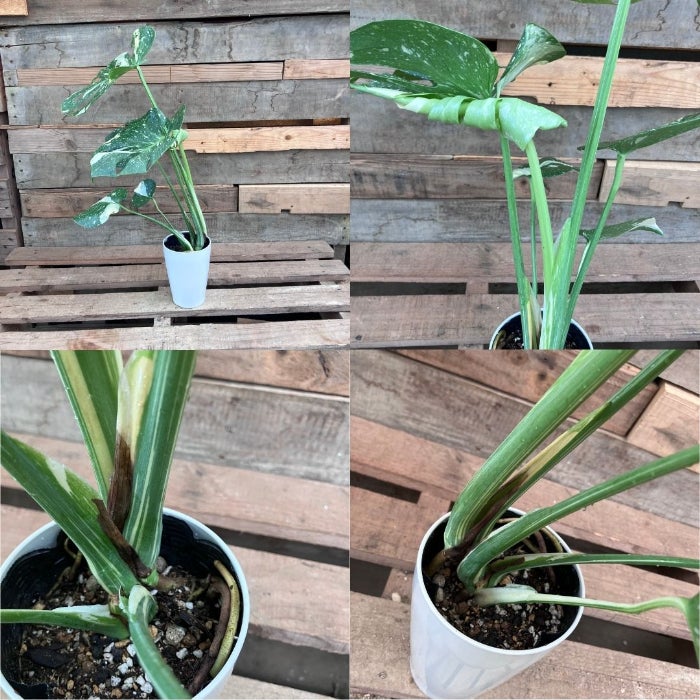 観葉植物現品販売