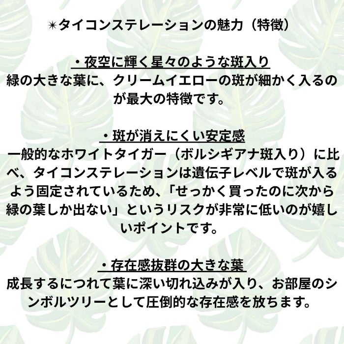 観葉植物現品販売