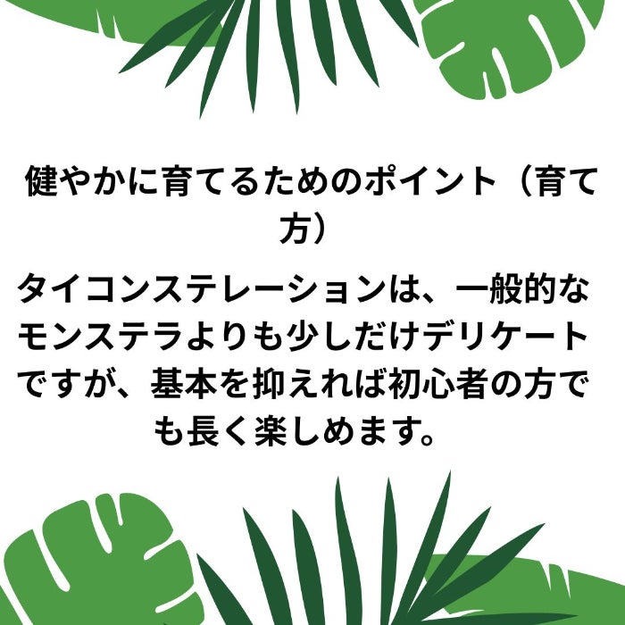 観葉植物現品販売