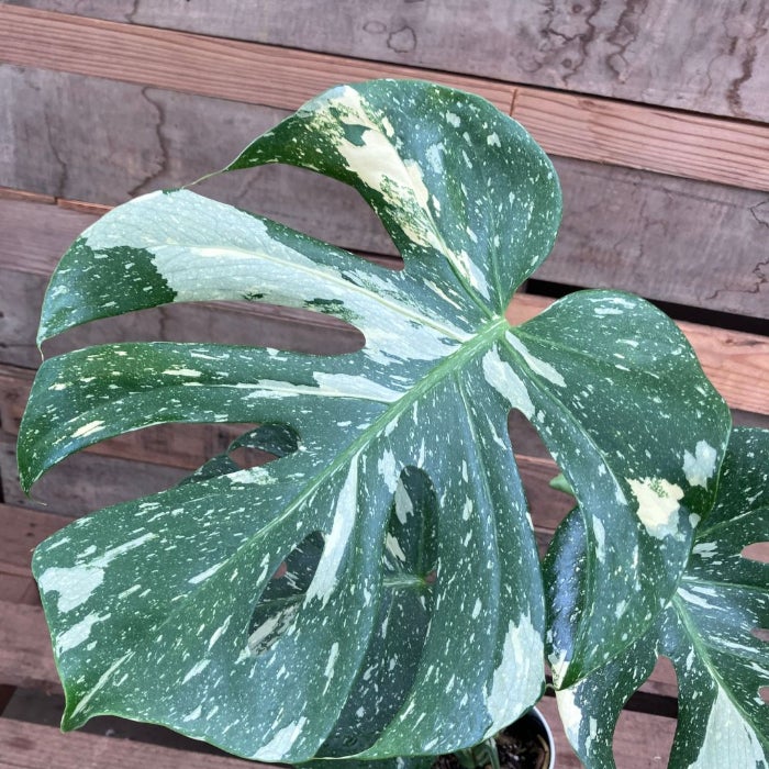 観葉植物現品販売