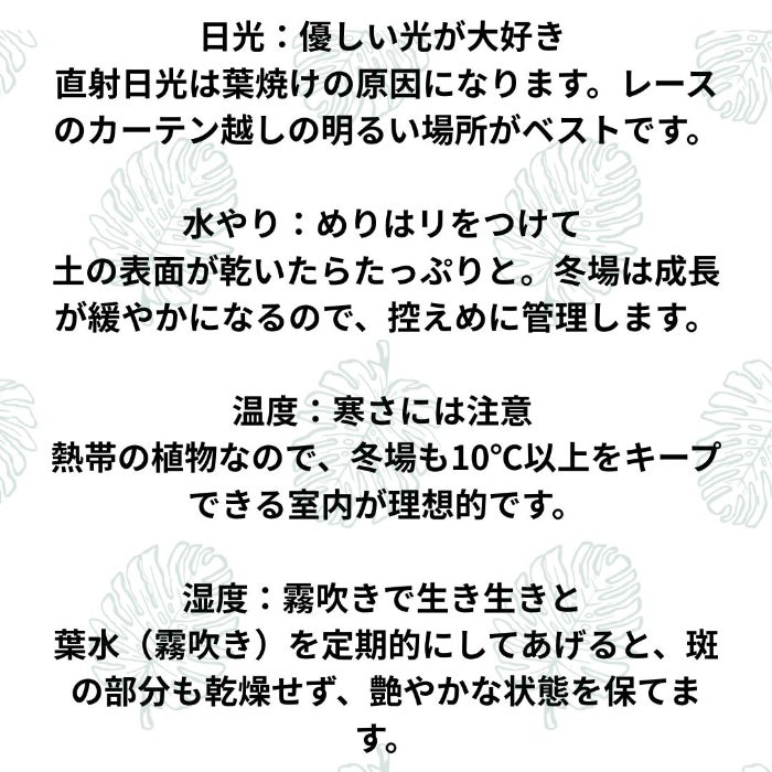 観葉植物現品販売