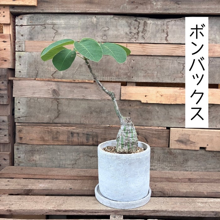 観葉植物現品販売