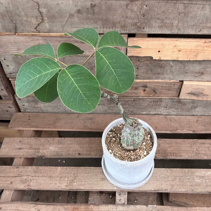 観葉植物現品販売