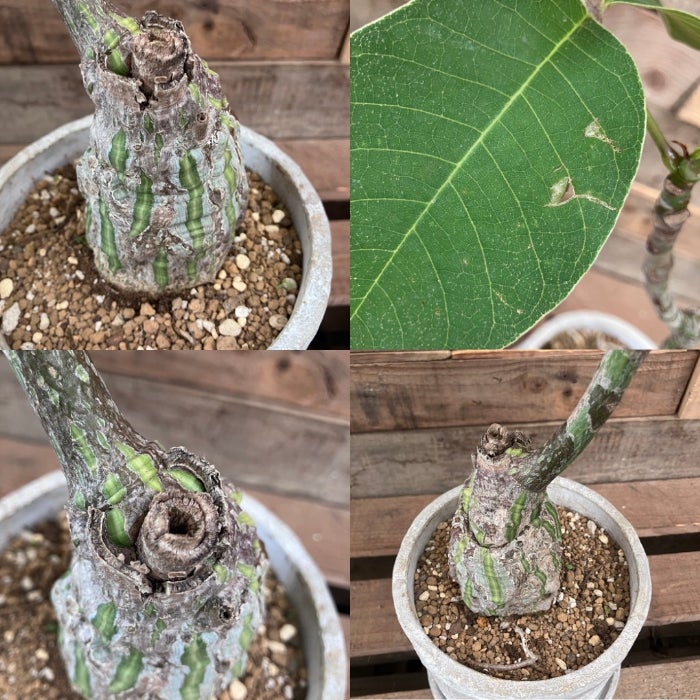 観葉植物現品販売