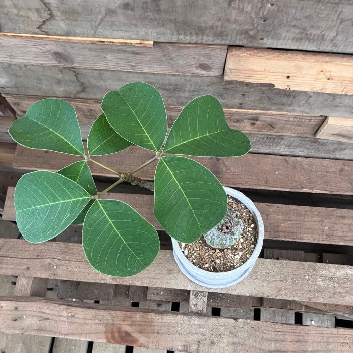 観葉植物現品販売