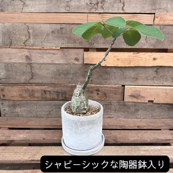 観葉植物現品販売