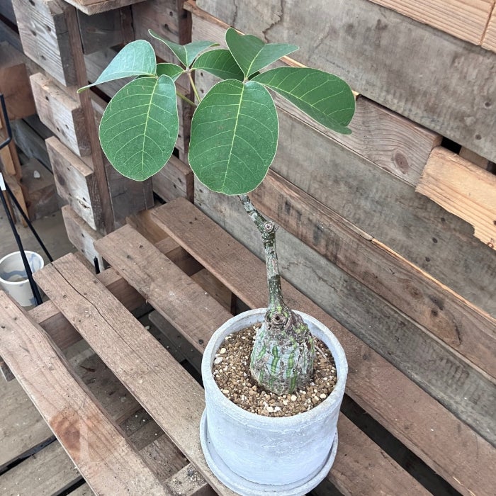 観葉植物現品販売