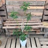 観葉植物現品販売