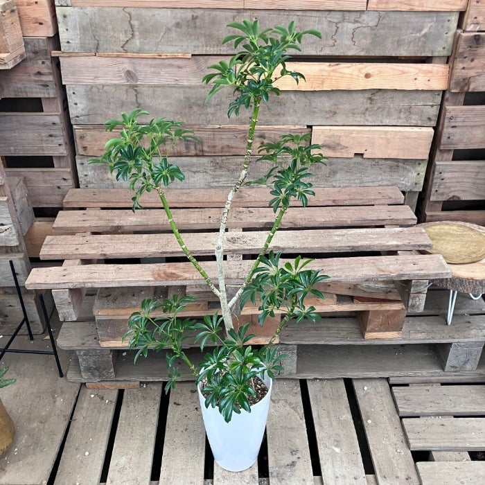 観葉植物現品販売