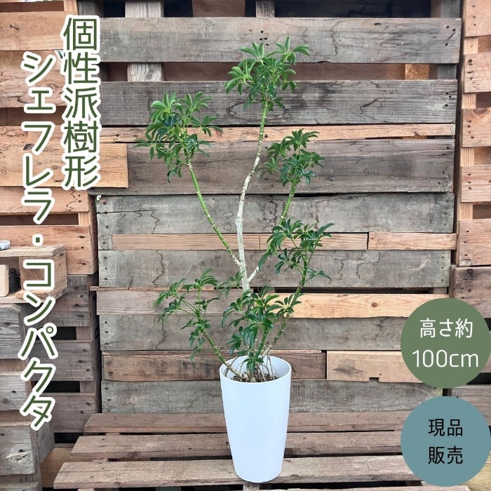 観葉植物現品販売