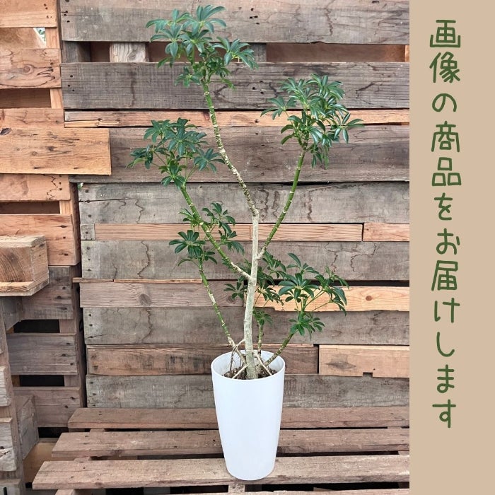 観葉植物現品販売