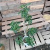 観葉植物現品販売