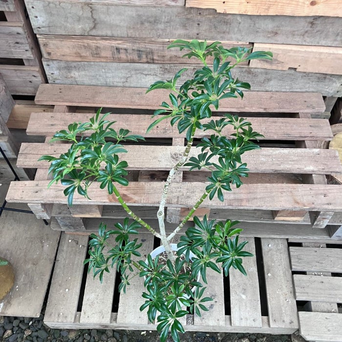 観葉植物現品販売