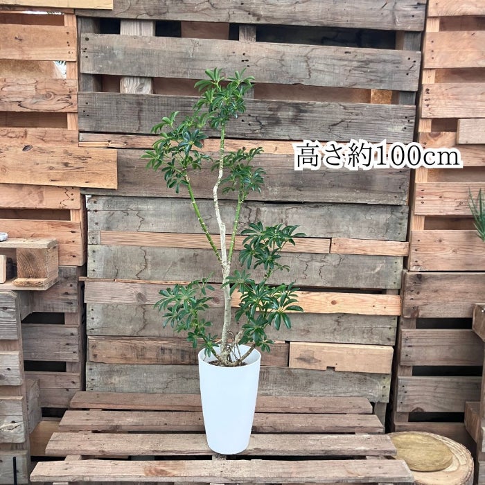 観葉植物現品販売