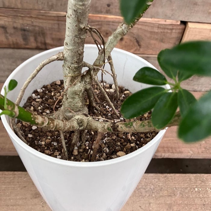 観葉植物現品販売