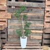 観葉植物現品販売