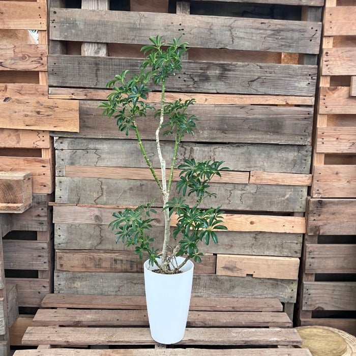 観葉植物現品販売