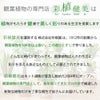 観葉植物現品販売