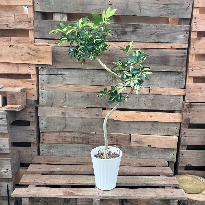 シェフレラ・グランディ　リビングサイズ‼️ 観葉植物シェフレラ シェフレラ グランディ 観葉植物 本物 現品販売