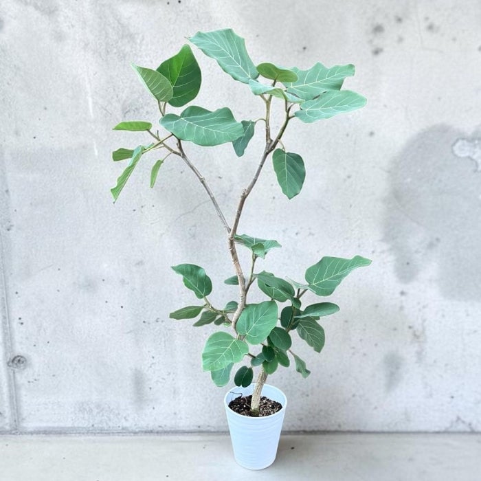 観葉植物現品販売