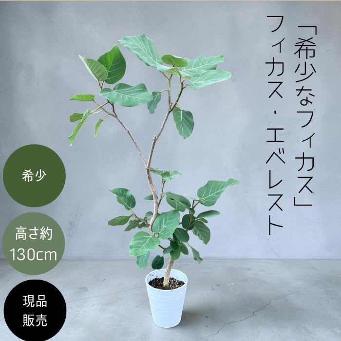 観葉植物現品販売